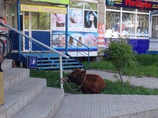 Полицейским Усть-Каменогорска пришлось забрать теленка, привязанного у магазина