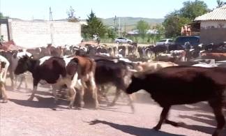 Жители четырех аулов пригнали скот к районному акимату