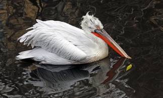Зоопарк Усть-Каменогорска приютил двух спасенных пеликанов