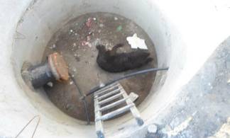 Спасатели освободили собаку, упавшую в открытый люк в ВКО