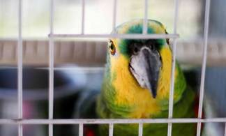 В Усть-Каменогорске мужчина украл попугаев из зоомагазина