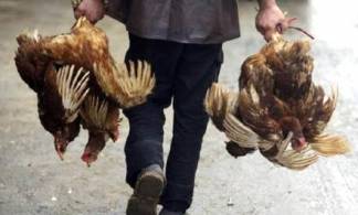 В трех селах СКО массово гибнут куры и утки от неизвестного заболевания