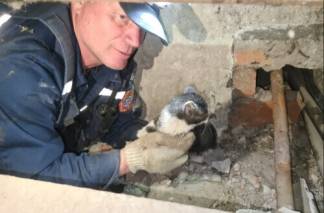 Спасатели достали котят из бетонной шахты и трубы вентиляции