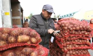 Картофель может стать еще дороже: Кыргызстан введет ограничение на экспорт