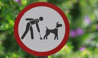 В парке Самал разрешат выгул собак