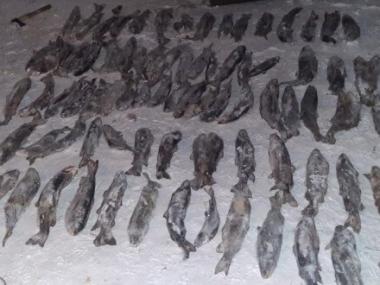 Почти 130 кг рыбы незаконно выловил житель Курчумского района