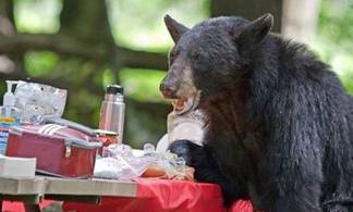 Медведи пугают отдыхающих на турбазах ВКО и оставляют их без еды