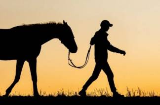 Трех лошадей похитил пенсионер в ВКО