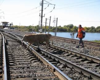 Бродячий скот по-прежнему остается одной из главных проблем на железнодорожных путях Казахстана