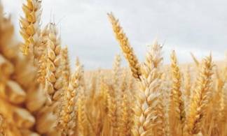 Пшеница подорожала на 25%, на сколько подорожает хлеб?