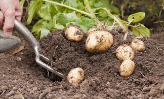 Вор выкопал картошку у пенсионерки