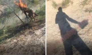 Казахстанец заживо сжег собаку и снял это на видео