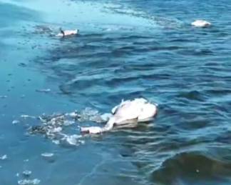 Более сотни мертвых лебедей обнаружены в Мангистауской области