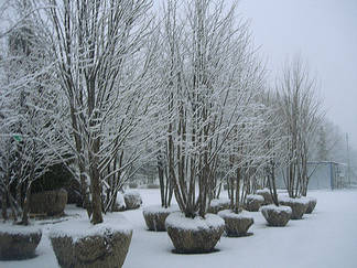 В Усть-Каменогорске во время снегопада высадили сотни деревьев
