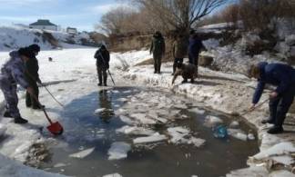 На востоке Казахстана погибло 200 кг рыбы