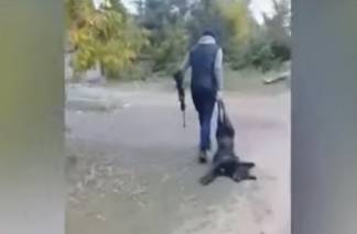 Павлодарец расстрелял собаку: Зоозащитники жалуются на неработающий закон