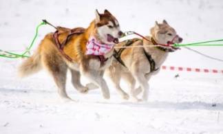Гонки на собачьих упряжках состоялись в Усть-Каменогорске