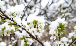«Цветочки все замерзли»: алматинцы опасаются, что остались без фруктов