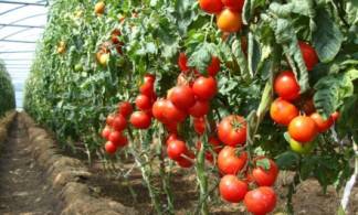 В Туркестанской области уничтожают томаты и перец из-за выявленного вируса