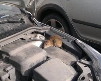 Крысы терроризируют автомобилистов Усть-Каменогорска