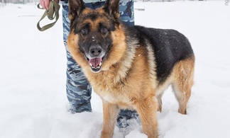 Гвардейцы с собакой спасли от грабителей девушку в Усть-Каменогорске