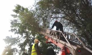Спасатели сняли с дерева кошку, просидевшую там два дня
