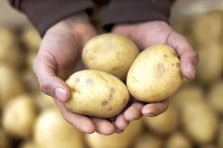 Почему в Казахстане так сильно подорожал картофель?
