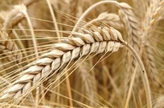 Казахстан вводит запрет на вывоз сена, овса и ржи