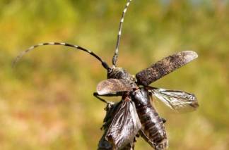 В Восточном Казахстане еще один карантин из-за жука-вредителя