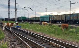 Больше полусотни коров и лошадей погибли под колесами поездов в Восточном Казахстане