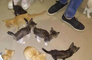 Полсотни котят оставили умирать в жару на пустыре в Алматы