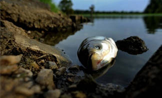 Объем погибшей в реке Урал рыбы превысил 4 тонны