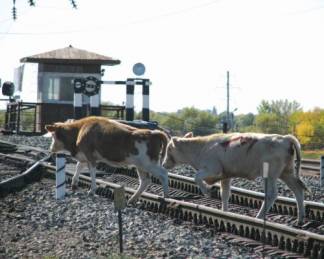 Более 37 км изгороди от скота возвели вдоль жд путей в Костанайской области