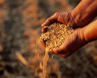 Потеря урожая в ВКО: государство поможет аграриям
