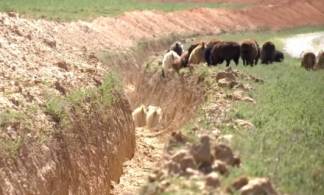 В Туркестанской области депутат вырыл ловушку для скота местных сельчан