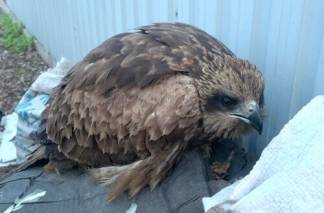 Жительница Усть-Каменогорска обнаружила у себя в палисаднике раненого орла