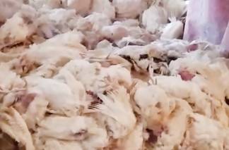 Куры гибнут от голода в Акмолинской области
