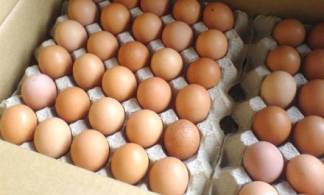 В Казахстане стоимость куриных яиц может дойти до 1000 тенге