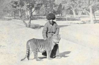 Туранский тигр в Казахстане: что известно о «жолбарысе»