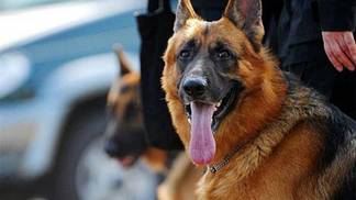 Более 70 преступлений помогли раскрыть с начала года служебно-розыскные собаки в Восточно-Казахстанской области