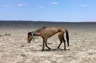 Гибель скота, сгоревшие пастбища, полчища гусениц – итоги аномальной летней жары в Казахстане