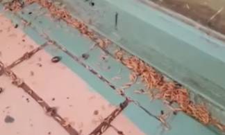 На головы жителей костанайской многоэтажки сыпятся трупные черви