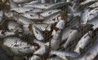 Браконьеров, незаконно выловившего 300 кг рыбы, задержала полиция в ВКО