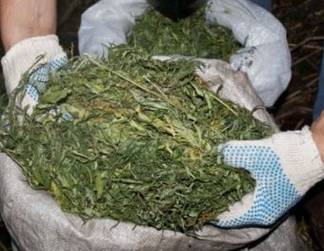 Устькаменогорские пограничники задержали мужчину со 100 кг марихуаны