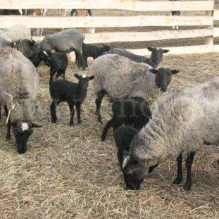 В Акмолинской области из-за переохлаждения погибло свыше 1200 голов скота