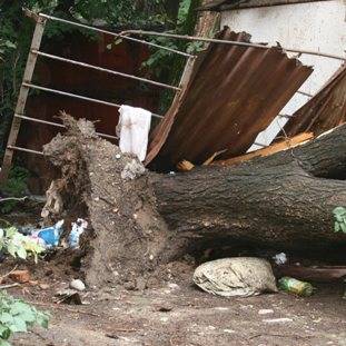 В Алматы дерево упало на две машины