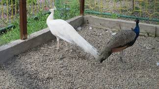 Редкие белые павлины появились в музее-заповеднике Усть-Каменогорска