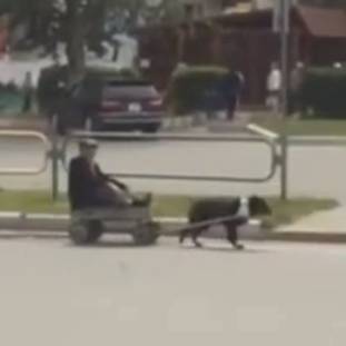 В Семее мужчина передвигается по дорогам на собаке