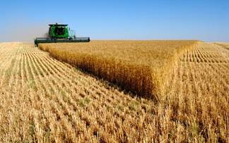 Рекордный урожай зерновых собрали аграрии ВКО