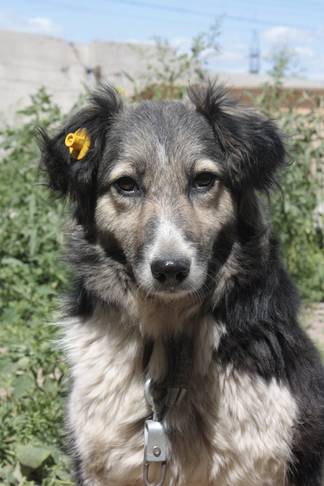 Уши бездомных собак стали «украшать» ярко-желтыми клипсами